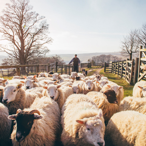 Visita queserías - Vizitatu gastandegiak