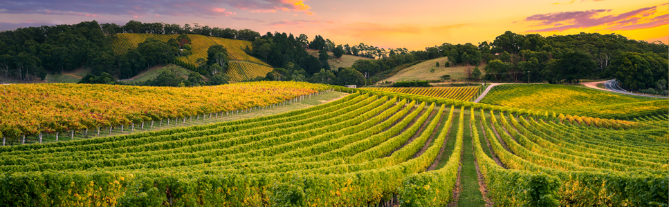 Visitas txakolinerías - Txakolin Upeltegietara bisitak